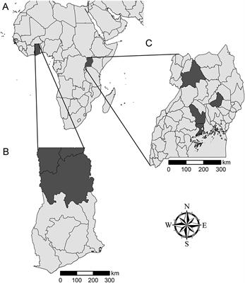 Consumer Preference Testing of Boiled Sweetpotato Using Crowdsourced Citizen Science in Ghana and Uganda